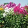 Bee's Bouquet Hardy Phlox Seeds -Botanical Bliss 51839 pk p1