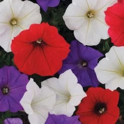 Shock Wave® Volt Mix Petunia Seeds