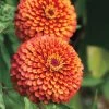 Crouching Tiger Zinnia Seeds -Botanical Bliss 51842