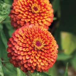 Crouching Tiger Zinnia Seeds