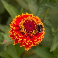 Crouching Tiger Zinnia Seeds -Botanical Bliss 51842 2