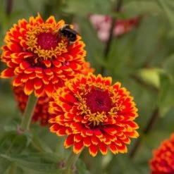 Crouching Tiger Zinnia Seeds -Botanical Bliss 51842 3