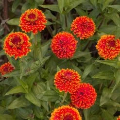 Crouching Tiger Zinnia Seeds -Botanical Bliss 51842 4