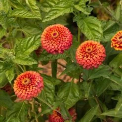 Crouching Tiger Zinnia Seeds -Botanical Bliss 51842 5