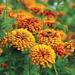 Crouching Tiger Zinnia Seeds -Botanical Bliss 51842 6