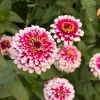 Hidden Dragon Zinnia Seeds -Botanical Bliss 51843