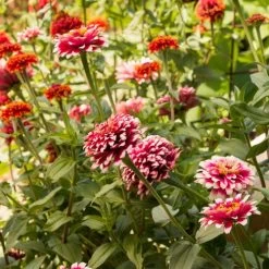 Hidden Dragon Zinnia Seeds -Botanical Bliss 51843 2
