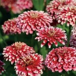 Hidden Dragon Zinnia Seeds -Botanical Bliss 51843 3