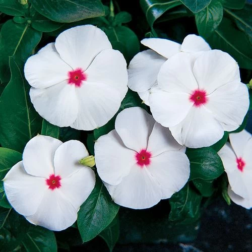 Pacifica XP Polka Dot Vinca Seeds 3 Pacifica XP Polka Dot Vinca Seeds