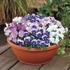 Admire® Spring Fling Mix Viola Seeds -Botanical Bliss 51899 PK P1