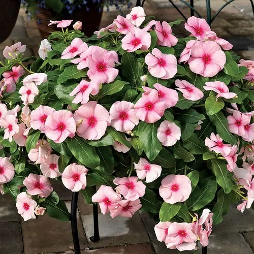 Cora® Cascade Strawberry Vinca Seeds 3 Cora® Cascade Strawberry Vinca Seeds