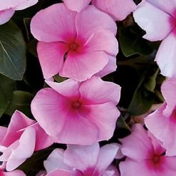 Cora® Cascade Strawberry Vinca Seeds 5 Cora® Cascade Strawberry Vinca Seeds -Botanical Bliss 51944 PK 100 1