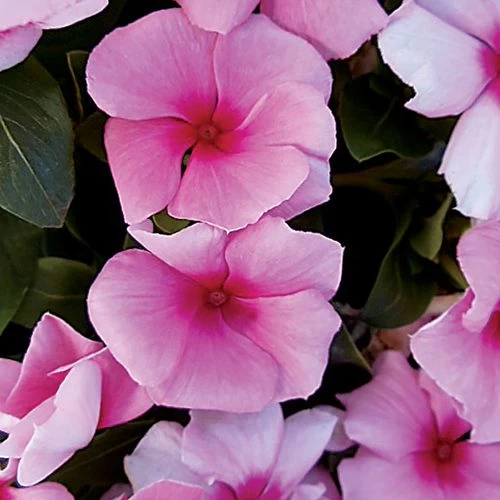 Cora® Cascade Strawberry Vinca Seeds 4 Cora® Cascade Strawberry Vinca Seeds - Image 2