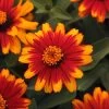 Zahara® Sunburst Zinnia Seeds -Botanical Bliss 51946
