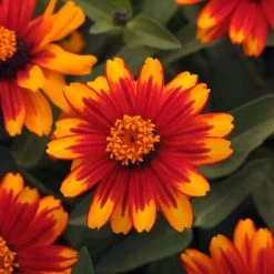 Zahara® Sunburst Zinnia Seeds
