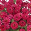 Profusion Double Hot Cherry Zinnia Seeds 2 Profusion Double Hot Cherry Zinnia Seeds -Botanical Bliss 51954