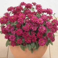 Profusion Double Hot Cherry Zinnia Seeds -Botanical Bliss 51954 2