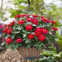 Profusion Double Hot Cherry Zinnia Seeds -Botanical Bliss 51954 3