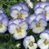 Penny™ Purple Picotee Viola Seeds -Botanical Bliss 51955 pk p1