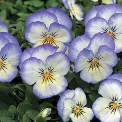 Penny™ Purple Picotee Viola Seeds