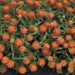 Profusion Double Deep Salmon Zinnia Seeds -Botanical Bliss 51973 PK P1 1