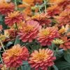 Profusion Double Deep Salmon Zinnia Seeds -Botanical Bliss 51973 pk p1
