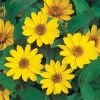 Profusion Yellow Zinnia Seeds -Botanical Bliss 51974 PK 100