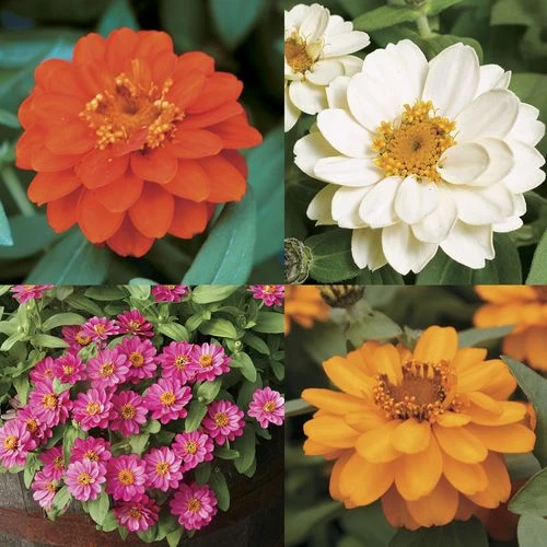 Profusion Double Mix Zinnia Seeds 4 Profusion Double Mix Zinnia Seeds - Image 2