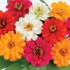 Profusion Double Mix Zinnia Seeds -Botanical Bliss 51975 pk 100