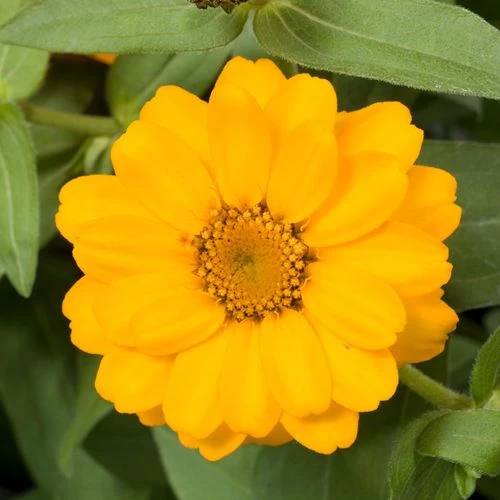 Profusion Double Golden Zinnia Seeds 4 Profusion Double Golden Zinnia Seeds - Image 2