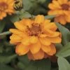 Profusion Double Golden Zinnia Seeds 1 Profusion Double Golden Zinnia Seeds -Botanical Bliss 51978 pk 100