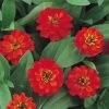 Profusion Double Fire Zinnia Seeds
