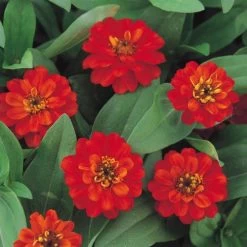 Profusion Double Fire Zinnia Seeds