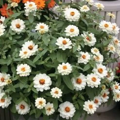 Profusion Double White Zinnia Seeds
