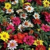 Zahara® Mix Zinnia Seeds -Botanical Bliss 51985