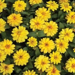 Profusion Double Yellow Zinnia Seeds -Botanical Bliss 51988 PK 100 2