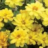 Profusion Double Yellow Zinnia Seeds -Botanical Bliss 51988 pk 100