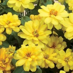 Profusion Double Yellow Zinnia Seeds