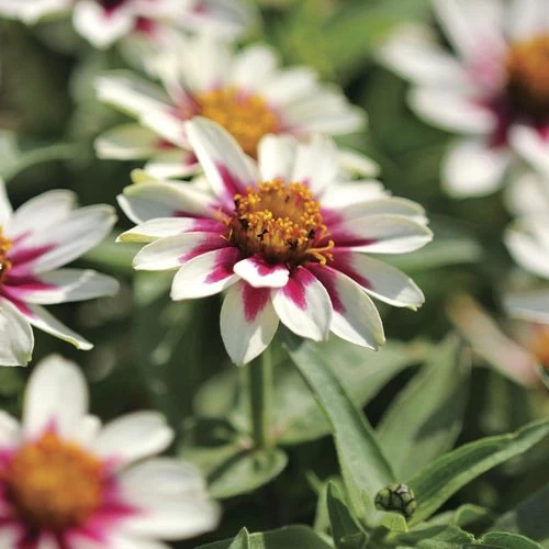 Zahara® Starlight Rose Zinnia Seeds 4 Zahara® Starlight Rose Zinnia Seeds - Image 2