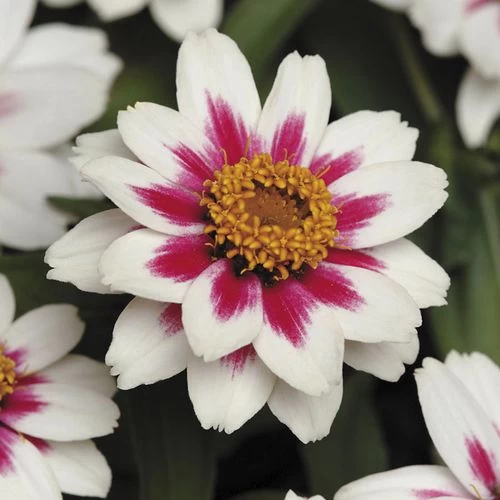 Zahara® Starlight Rose Zinnia Seeds 5 Zahara® Starlight Rose Zinnia Seeds - Image 3
