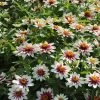 ZaharaĀ® Starlight Rose Zinnia Seeds 2 ZaharaĀ® Starlight Rose Zinnia Seeds -Botanical Bliss 51991 pk p1