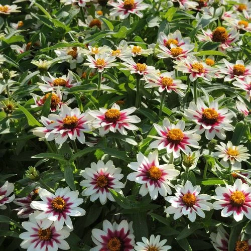 Zahara® Starlight Rose Zinnia Seeds 3 Zahara® Starlight Rose Zinnia Seeds