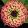Queeny Lime Red Zinnia Seeds -Botanical Bliss 51995