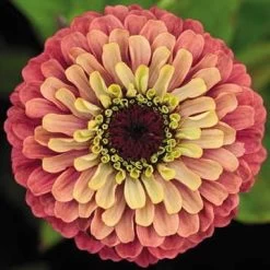 Queeny Lime Red Zinnia Seeds