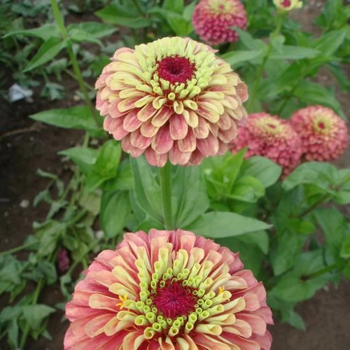Queeny Lime Red Zinnia Seeds (P) Pkt Of 25 Seeds 4 Queeny Lime Red Zinnia Seeds (P) Pkt Of 25 Seeds - Image 2