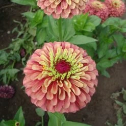 Queeny Lime Red Zinnia Seeds (P) Pkt Of 25 Seeds 7 Queeny Lime Red Zinnia Seeds (P) Pkt Of 25 Seeds -Botanical Bliss 51995 PK P1 2