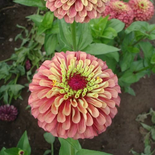 Queeny Lime Red Zinnia Seeds (P) Pkt Of 25 Seeds 5 Queeny Lime Red Zinnia Seeds (P) Pkt Of 25 Seeds - Image 3