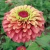 Queeny Lime Red Zinnia Seeds (P) Pkt Of 25 Seeds 2 Queeny Lime Red Zinnia Seeds (P) Pkt Of 25 Seeds -Botanical Bliss 51995 pk p1