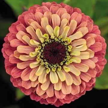Queeny Lime Red Zinnia Seeds 3 Queeny Lime Red Zinnia Seeds
