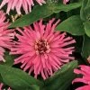 'Pinca' Zinnia Seeds 2 'Pinca' Zinnia Seeds -Botanical Bliss 51997 pk p1